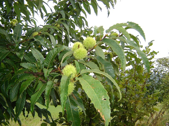 img00012.jpg